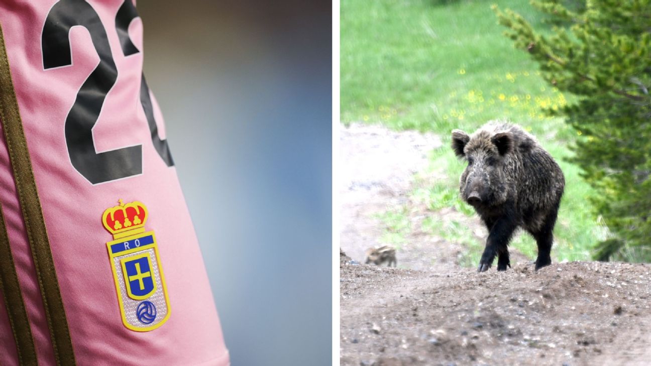 野猪两度闯入训练场，奥维耶多重返西甲再添麻烦